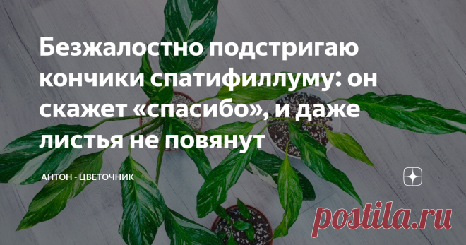 Безжалостно подстригаю кончики спатифиллуму: он скажет «спасибо», и даже листья не повянут Несмотря на то, что спатифиллум — одно из самых распространённых комнатных растений, у многих не получается с ним сладить. У одних спатифиллум не растёт, у других не цветёт. В моей коллекции спатифиллумов уже 5, и никаких проблем в выращивании я вообще не вижу. Может быть всё дело в процедуре, которую я периодически делаю с каждым из них? Расскажу о ней, но для начала немного о други...