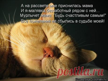 Котоматрица: А на рассвете мне приснилась мама И я-малявка беззаботный рядом с ней...