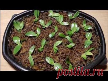 Орхидеи в воде. Гибель,или успешная реанимация? ЭКСПЕРИМЕНТ!НЕ ПОВТОРЯТЬ!!! - YouTube