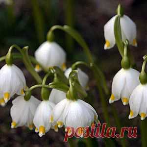 Усадьба | Цветок в саду : Цветы весеннего сада