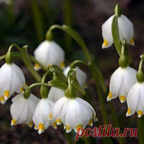 Усадьба | Цветок в саду : Цветы весеннего сада