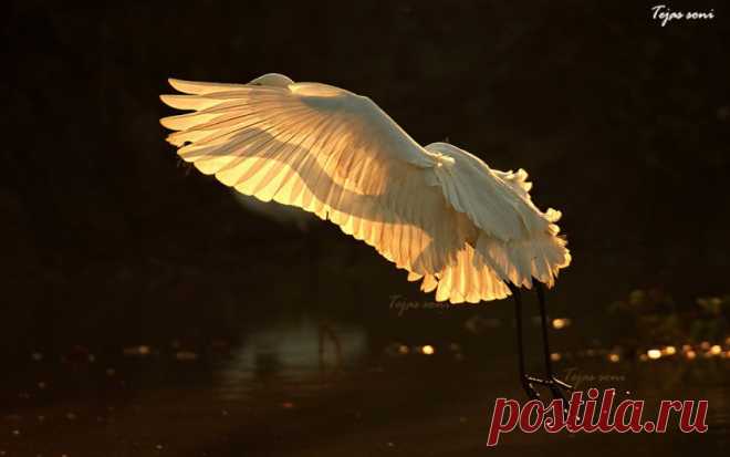 Взмах — Фото дня, 28 сентября 2013 / adme.ru / Surfingbird.ru