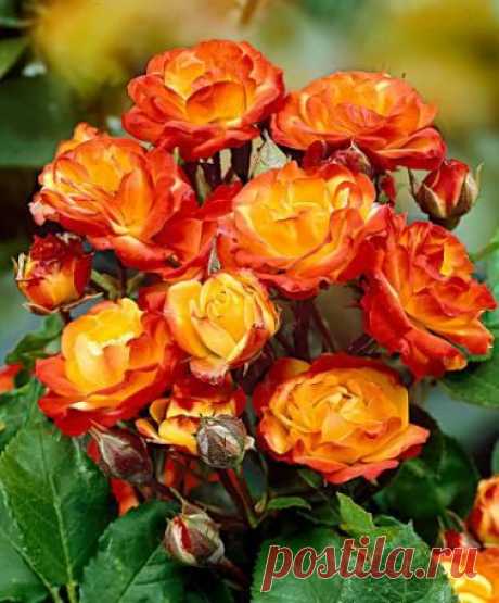 Rose 'Rumba'