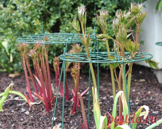 Опора для удерживания куста пиона от разваливания