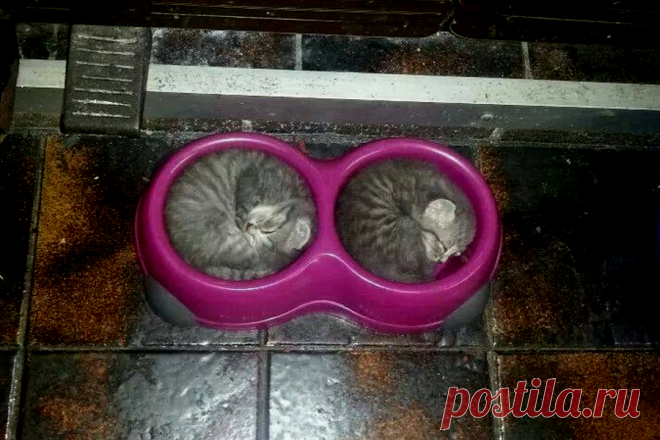 Я сладко сплю: фотоподборка милых котиков | Strike | Яндекс Дзен