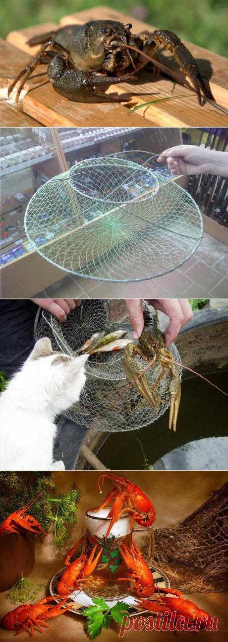 Ловим раков раколовкой
