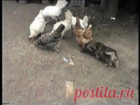 Видео в рубрике: &quot;Наши домашние животные&quot;