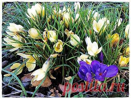 Первые цветы. Крокусы