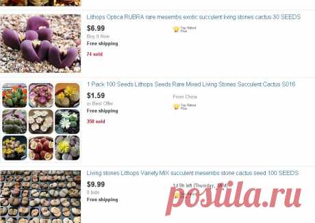 living stones | eBay