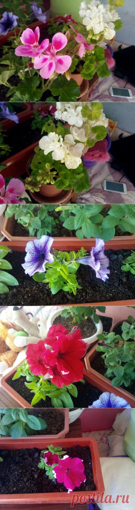 Немного ярких красок. | САД НА ПОДОКОННИКЕ