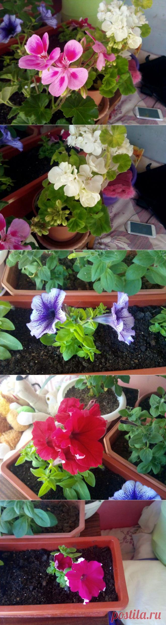 Немного ярких красок. | САД НА ПОДОКОННИКЕ