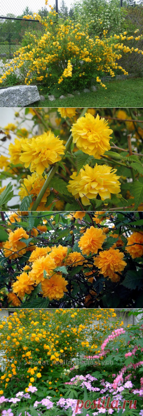 Керрия японская — быстрорастущий кустарник — 6 соток