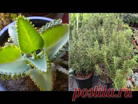 15 невероятных лекарственных растений, которые стоит иметь дома