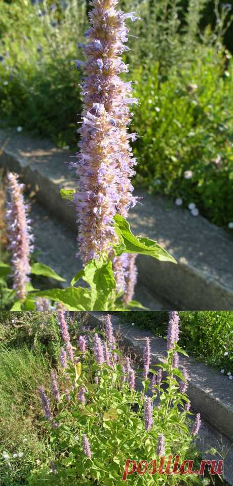 Трава с ароматом аниса.
Многоколосник фенхелевый или лофант анисовый – не только декоративное, но и культивируемое пряное, лекарственное, медоносное растение. В пищу употребляют молодую зелень, сухие листья и соцветия с сильным запахом аниса и пряным сладковатым вкусом.С лечебной целью используют траву, обладающую отхаркивающим, потогонным, общеукрепляющим, тонизирующим действием. Эфирное масло многоколосника с ароматом аниса успокаивает нервную систему, облегчает головные и спазматические боли