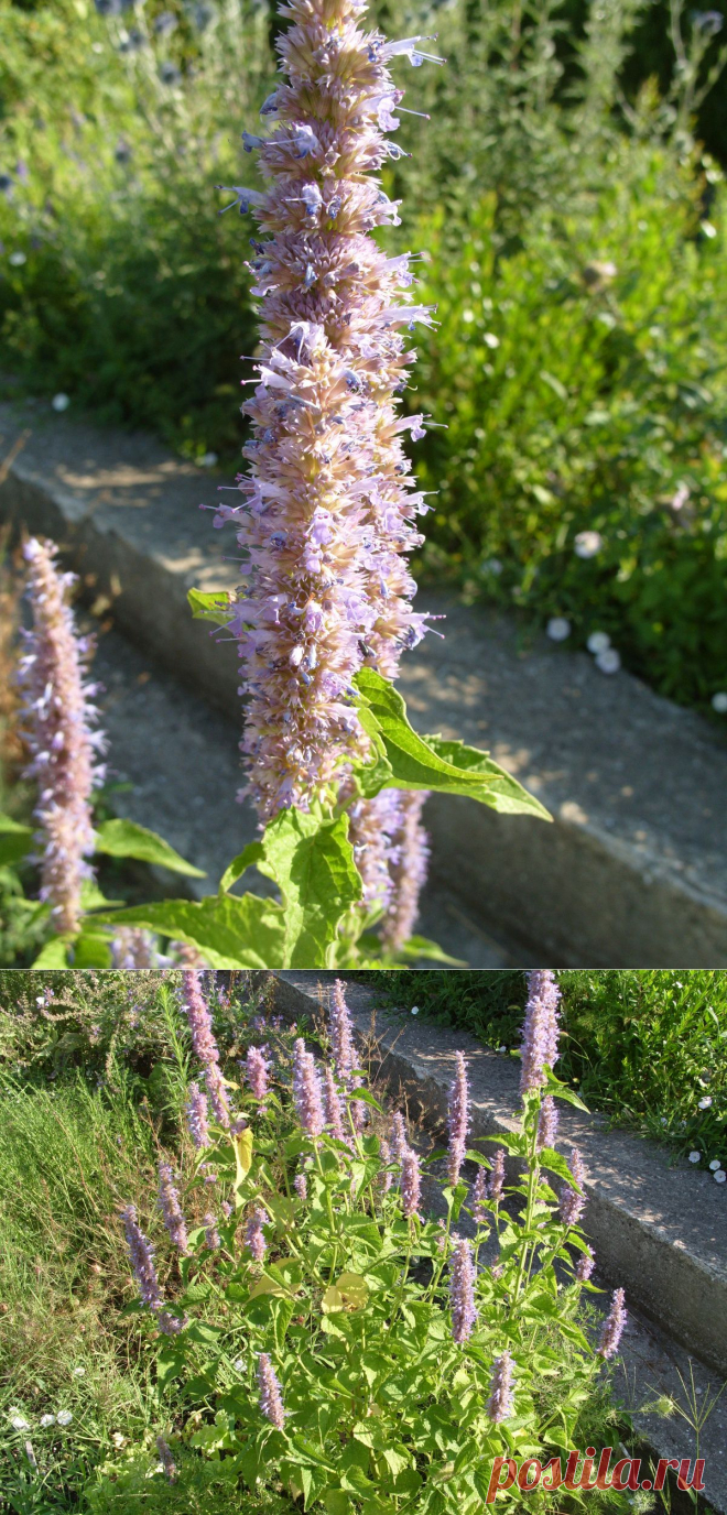 Трава с ароматом аниса.
Многоколосник фенхелевый или лофант анисовый – не только декоративное, но и культивируемое пряное, лекарственное, медоносное растение. В пищу употребляют молодую зелень, сухие листья и соцветия с сильным запахом аниса и пряным сладковатым вкусом.С лечебной целью используют траву, обладающую отхаркивающим, потогонным, общеукрепляющим, тонизирующим действием. Эфирное масло многоколосника с ароматом аниса успокаивает нервную систему, облегчает головные и спазматические боли