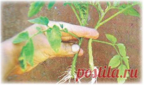 пасынкование помидоров: 2 тыс изображений найдено в Яндекс.Картинках