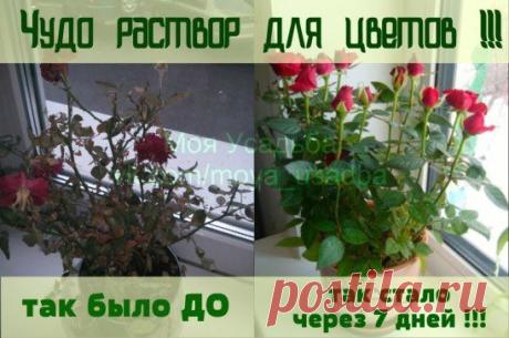 (20) Одноклассники