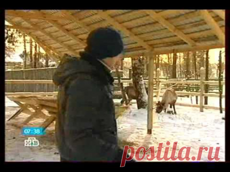 Олени в Подмосковье - YouTube