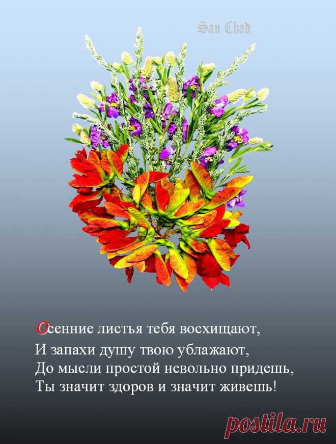 САН ЧАД * ИЗБРАННЫЕ СОФИТЫ – 96 фотографий
