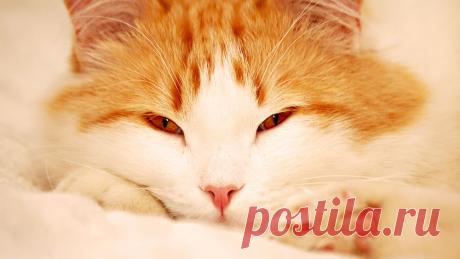 Обои Умиротворенный кот на рабочий стол, страница