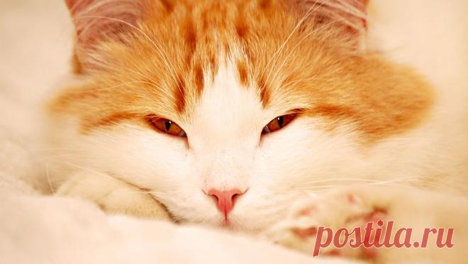 Обои Умиротворенный кот на рабочий стол, страница