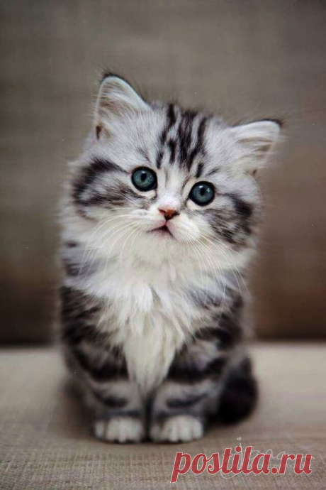 (21) Pinterest