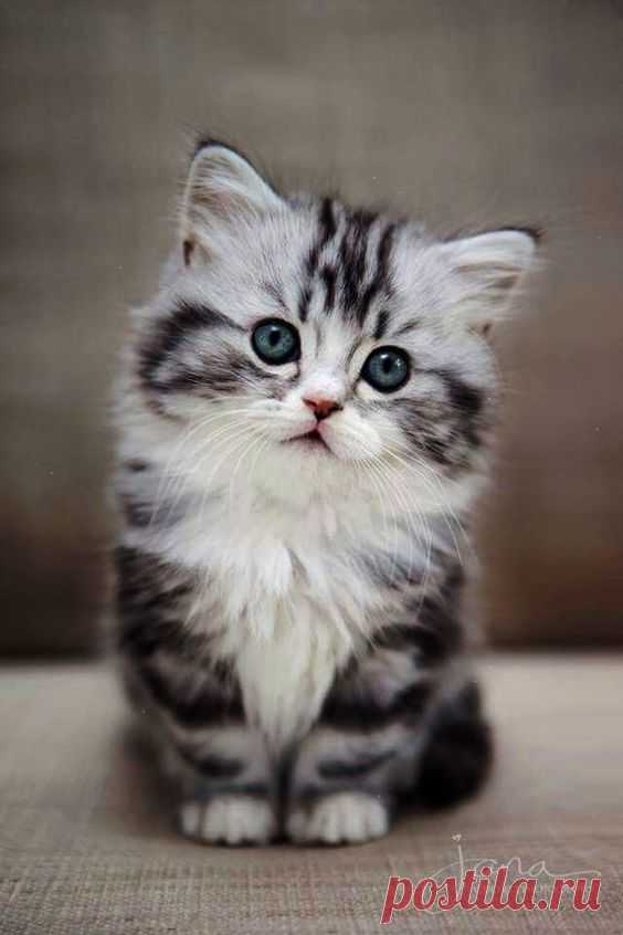 (21) Pinterest