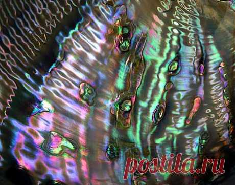 Перламутр
Abalone Shell | Australia &amp; New Zealand