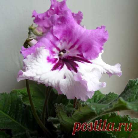 Сидим дома. Занимаемся комнатными. Секреты правильных подкормок и пересадок.