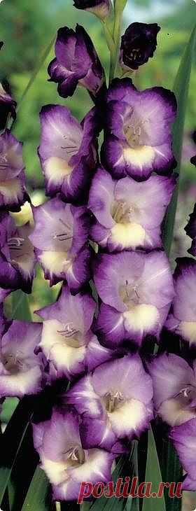 King's Lynn glads | Flowers