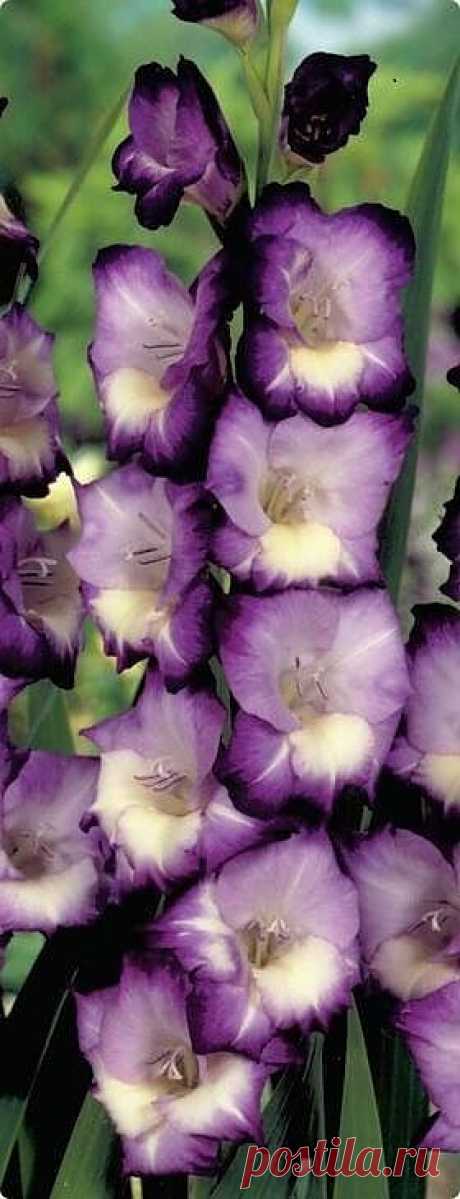 King's Lynn glads | Flowers