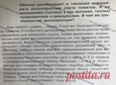 ОГОРОД
ВОПРОС: помидоры в теплице ... почему высокорослые сорта??