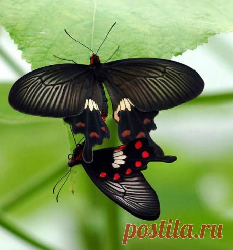 Парусник кирказоновый, изображенный на фото, обычен в Китае, Вьетнаме, Индонезии. Красно-черной окраской предупреждает, что не годится пернатым на обед. Его гусеницы кормятся на кирказоне тагала – ядовитой лиане, цветущей огромными и странными трубчатыми соцветьями