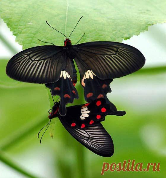 Парусник кирказоновый, изображенный на фото, обычен в Китае, Вьетнаме, Индонезии. Красно-черной окраской предупреждает, что не годится пернатым на обед. Его гусеницы кормятся на кирказоне тагала – ядовитой лиане, цветущей огромными и странными трубчатыми соцветьями