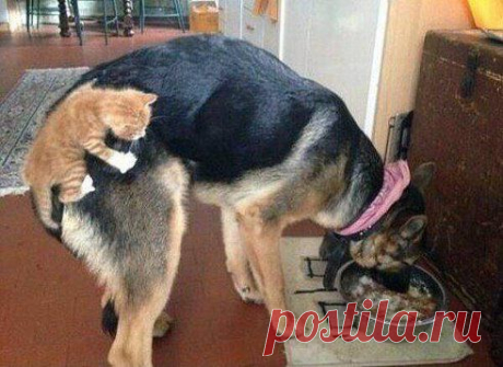 УРЖАТЬСЯ (16+)
КЛЕЩ..