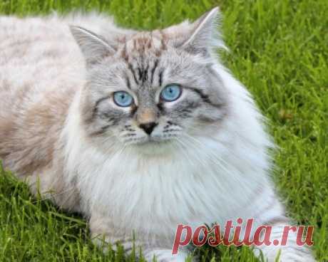 Невская маскарадная кошка - это очень красивые и сильные кошки, которые прекрасно относятся к людям и подарят радость всей семье.
