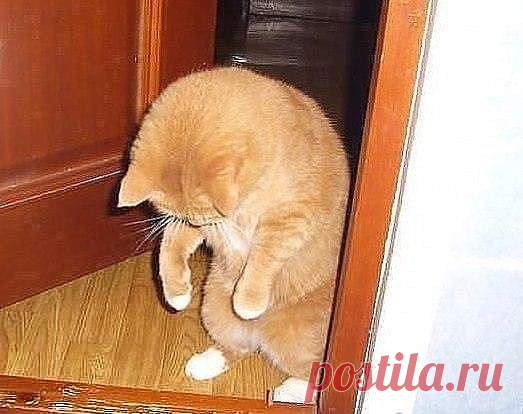 Я к тебе вернулся, Мура!!!
Извини, не взял цветы...
Дашка, Муська, Дуська...- ДУРЫ...
Понял я - всех лучше - ТЫ!!!