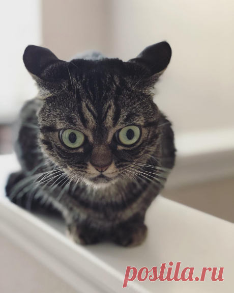 Angry Bonia в Instagram: «When you are home alone and you can hear the noise downstairs 👀 . . . . . . . .  #cat #funnycatface #cat #9gag #grumpycat #catsofinstagram…» 439 отметок «Нравится», 13 комментариев — Angry Bonia (@grumpy_kitzia) в Instagram: «When you are home alone and you can hear the noise downstairs 👀 . . . . . . . .  #cat #funnycatface…»