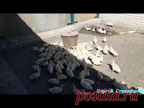 Выращивание уток от начала до забоя. Мулард, Пекинская и Голубой фаворит!