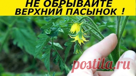 НЕ ОБРЫВАЙТЕ ВЕРХНИЙ ПАСЫНОК У ТОМАТОВ , ИНАЧЕ ОСТАНЕТЕСЬ БЕЗ УРОЖАЯ   СУПЕР СПОСОБ