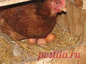 Продукция птицеводства | Домашние животные: собаки, кошки, попугаи, хомячки