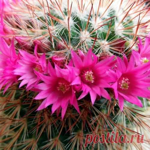 Как ухаживать за комнатными растениями зимой.