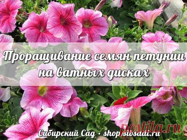 Сибирский сад. Цветоводы, Садоводы, Дачники,Дача