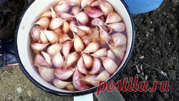 Благоприятные дни для посадки ярового чеснока и лука-севка — Дачный участок
