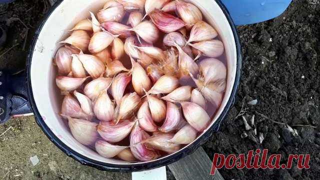 Благоприятные дни для посадки ярового чеснока и лука-севка — Дачный участок