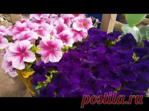 СЕКРЕТНАЯ ПРИЩИПКА ПЕТУНИИ💖КАК правильно прищипывать и стричь петунию
