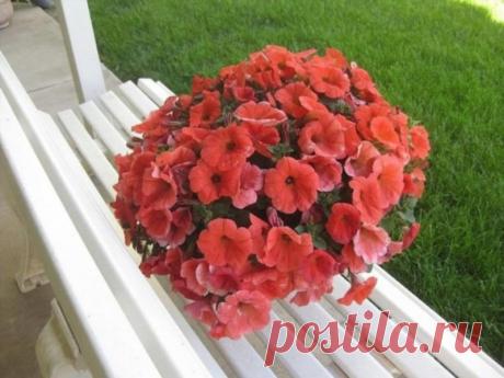 Супер-пышная и красивая петуния шариком: раскрываем секрет