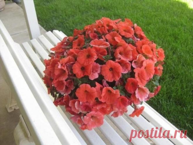 Супер-пышная и красивая петуния шариком: раскрываем секрет