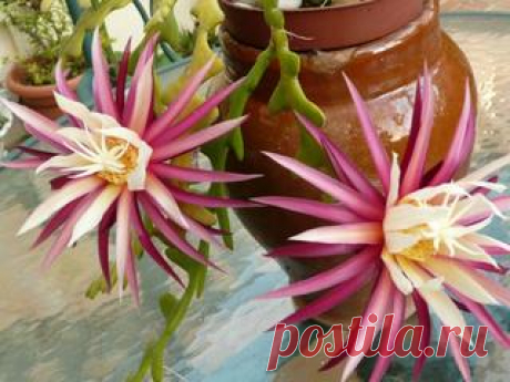 Заболевания комнатных растений: классификация, профилактика и методы борьбы