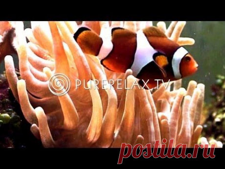 Lounge Music - Relax Music, Harmony &amp; Dream - TROPICAL AQUARIUM IMPRESSIONS - YouTube